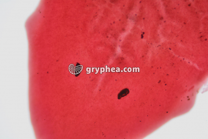 Planaire - détail de la tête avec ocelles x15 - gryphea.com